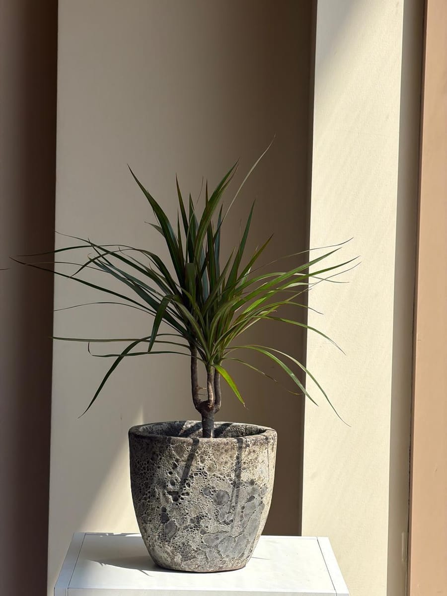 Dracaena