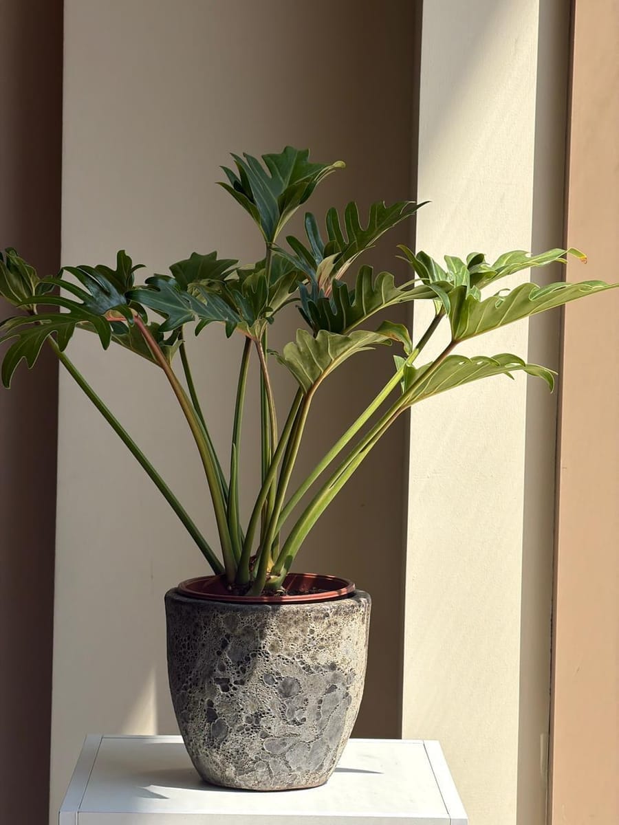 Philodendron