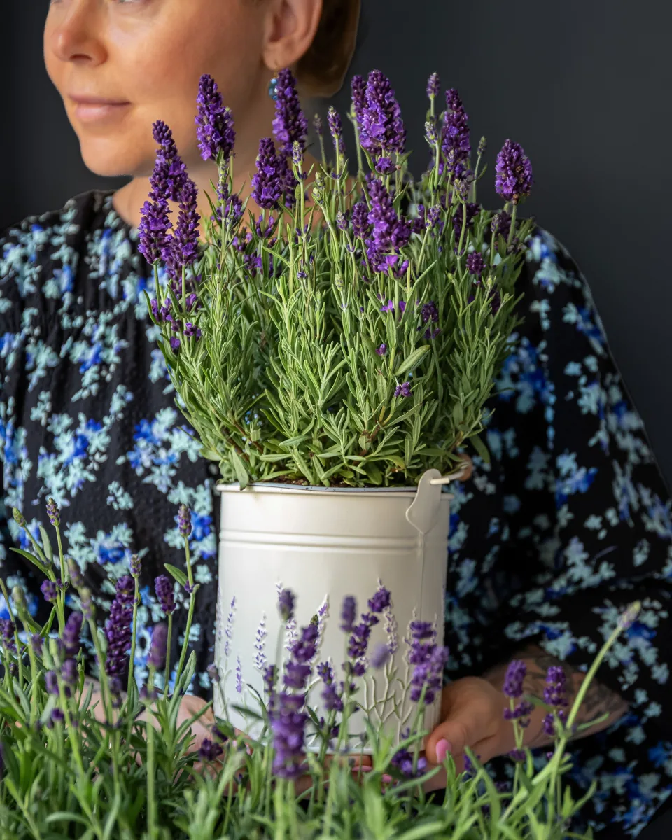 Bənövşəyi lavanda dibçəkdə