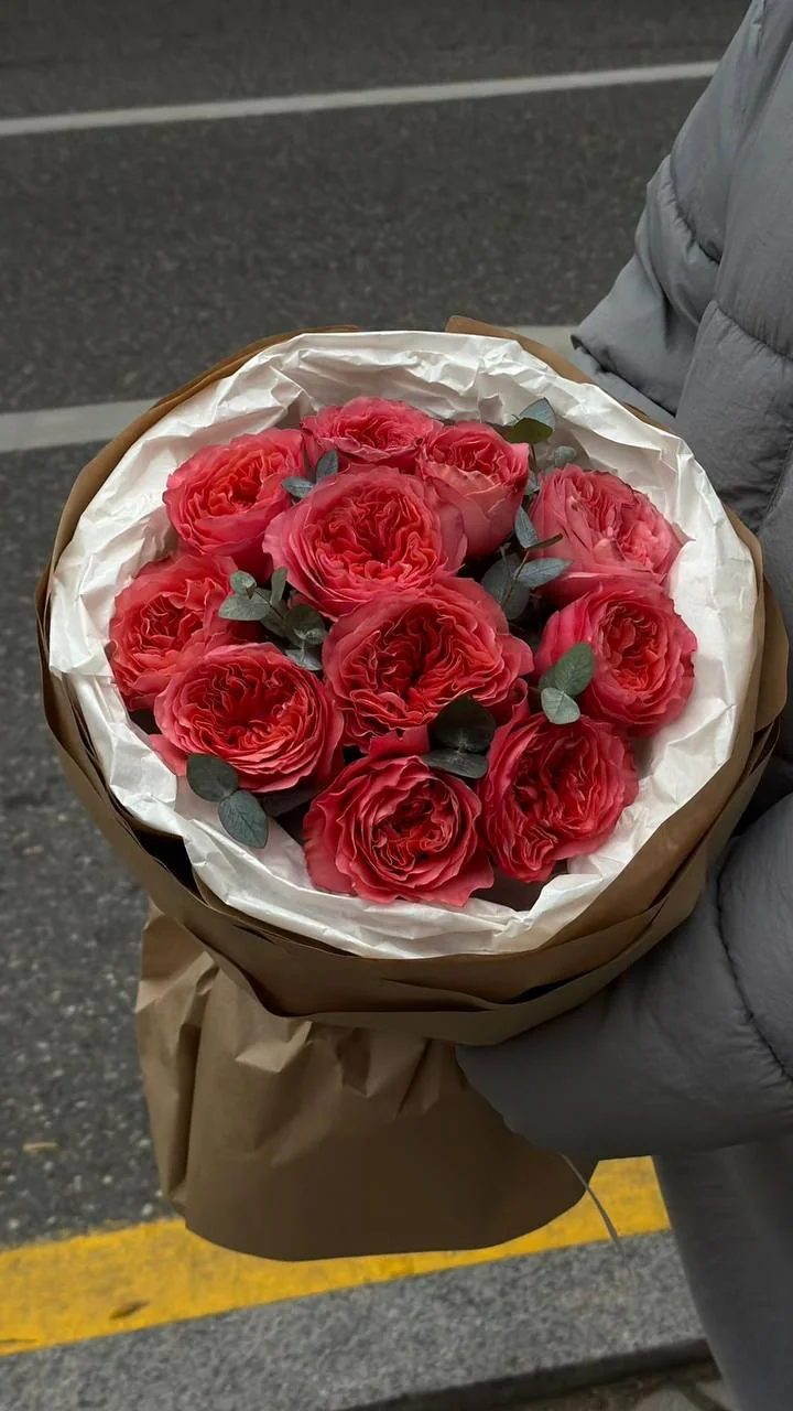Pion növü Candy Expression qızılgülü