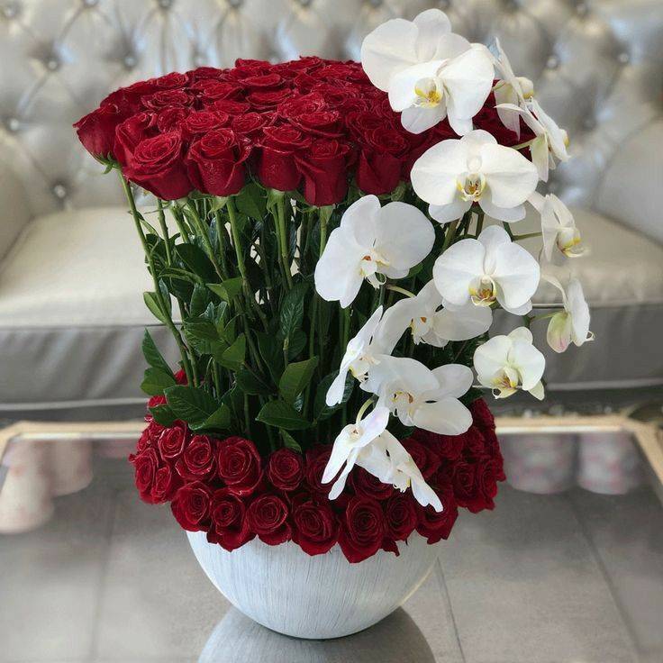 "Red Luxury" kod: 0101