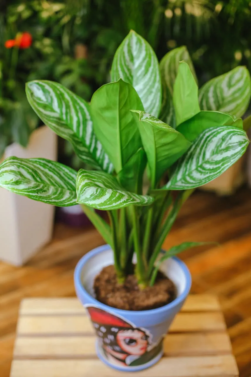 Aglaonema Bitkisi