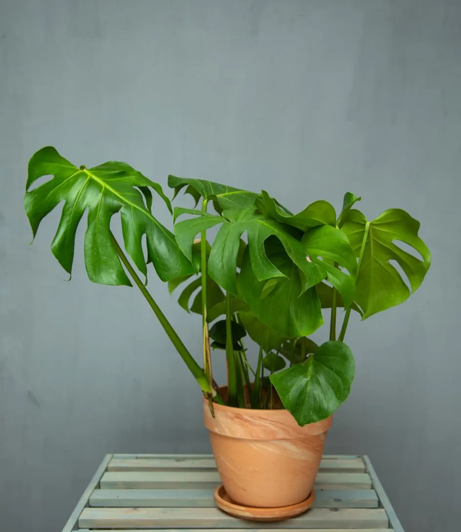 Monstera Deliciosa (Şeytan Yarpağı) Sadə dibçəkdə
