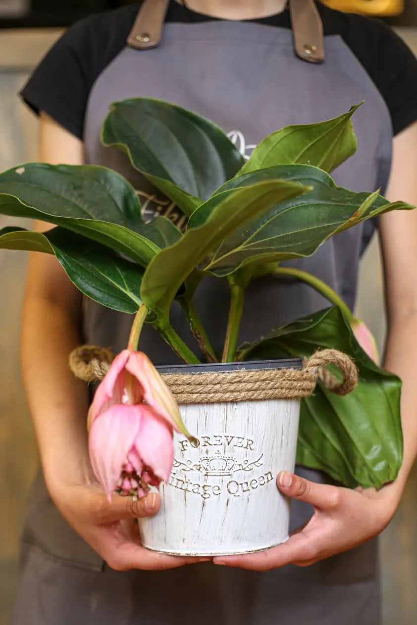 Medinilla Magnifica (Qızıl Medinilla) dibçək ilə birlikdə