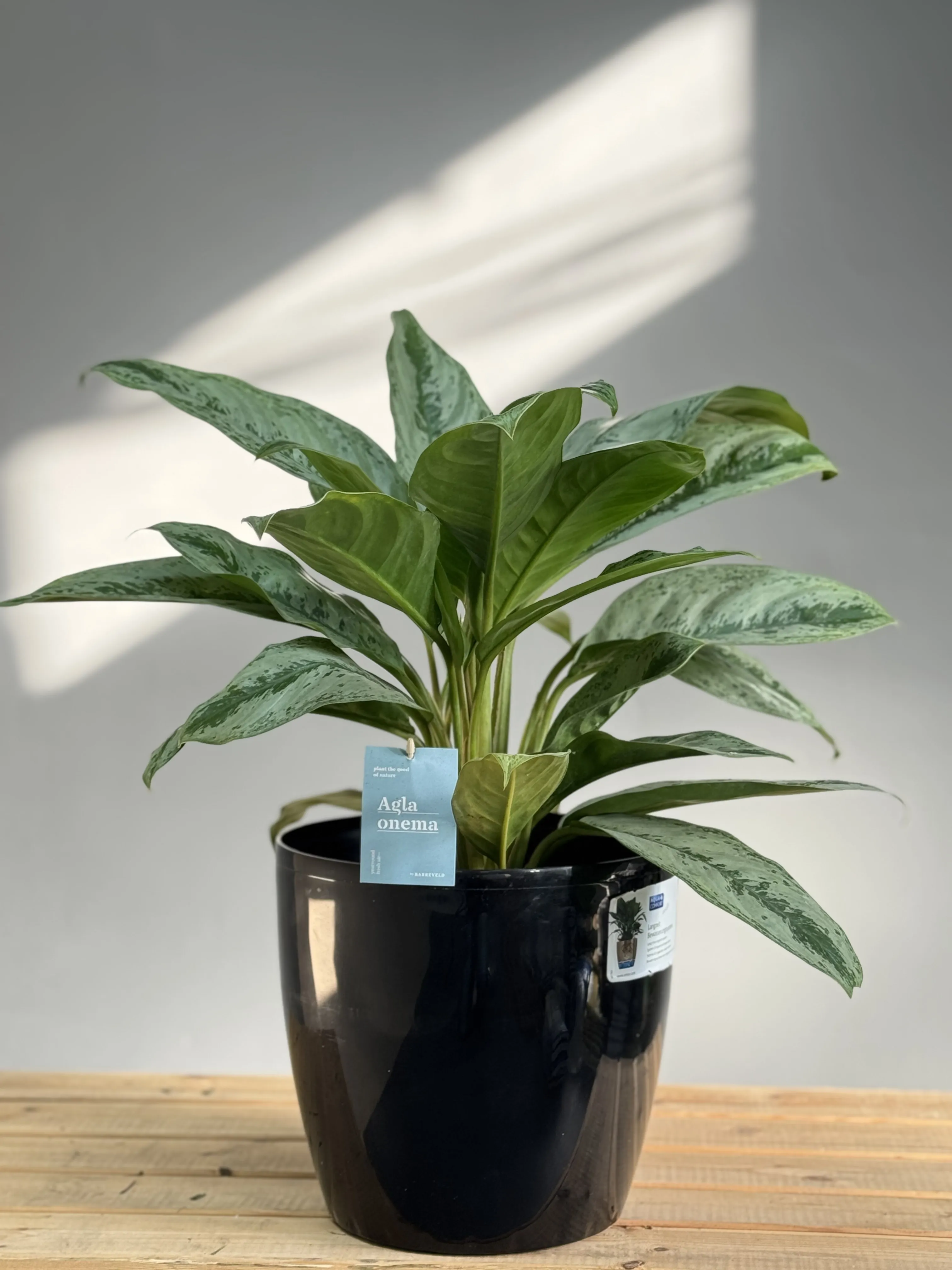 Aglaonema Green Calm – Sadə Dibçəkdə