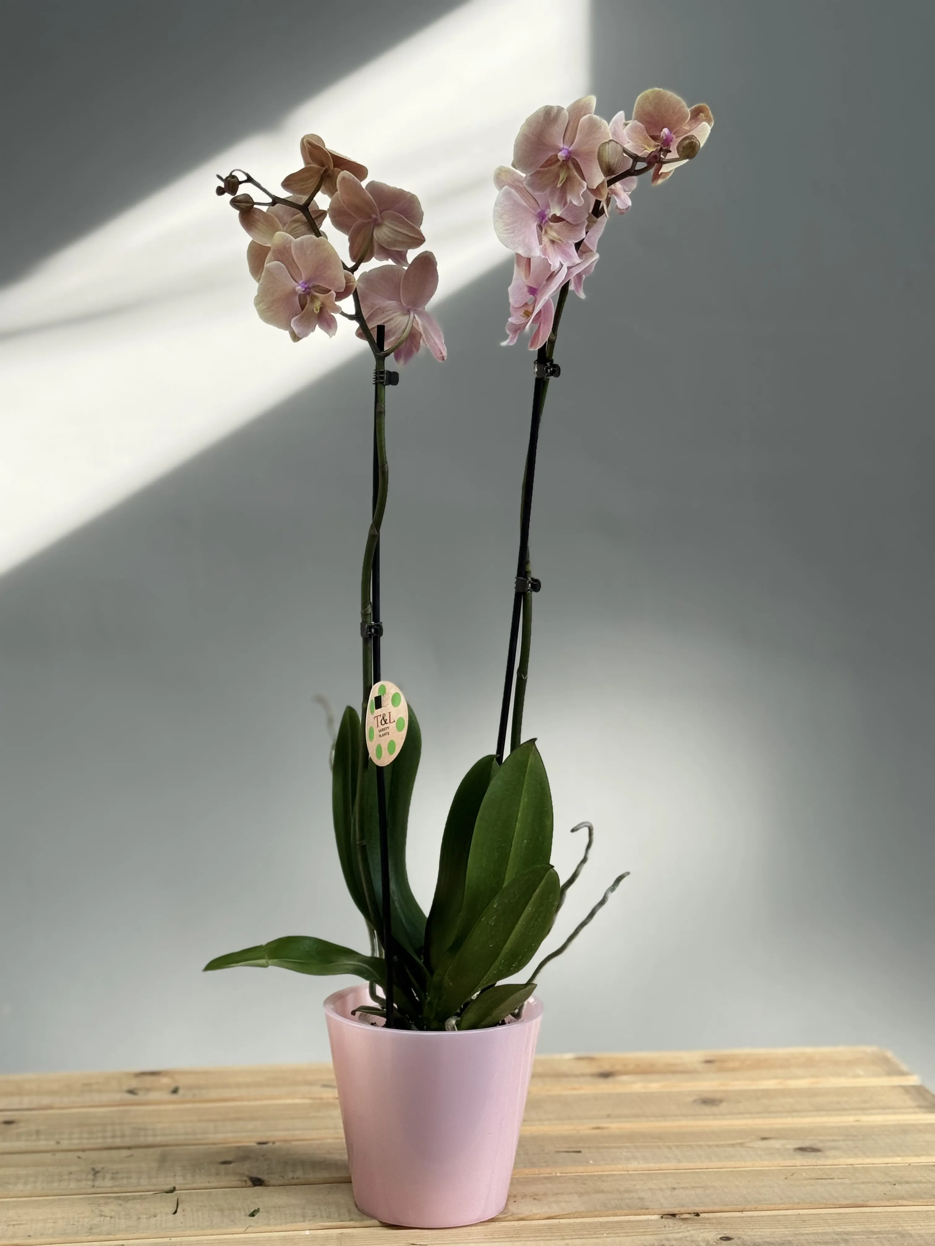 Phalaenopsis Orxideya Soft Pink – Sadə Dibçəkdə